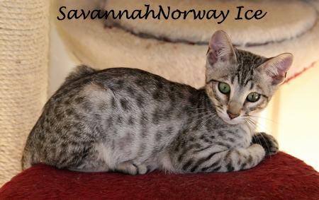 SavannahNorway Ice Photo: Camilla Hesby Johnsen